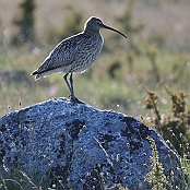 Eurasian Curlew  "Numenius arquata"